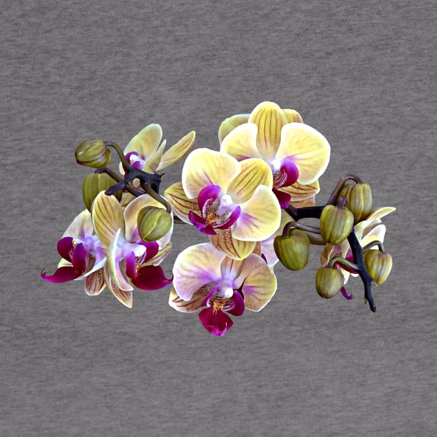 Pale Yellow and Magenta Phalaenopsis Orchids by SusanSavad